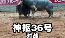 斗牛视频,热血沸腾的竞技对决