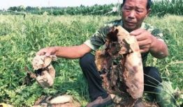 吃瓜最新事件爆料涉县,吃瓜群众揭秘最新事件内幕！”